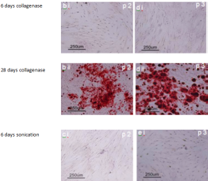 StemCellViabilityBone1