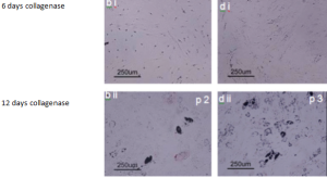 StenCellViabilityFat1